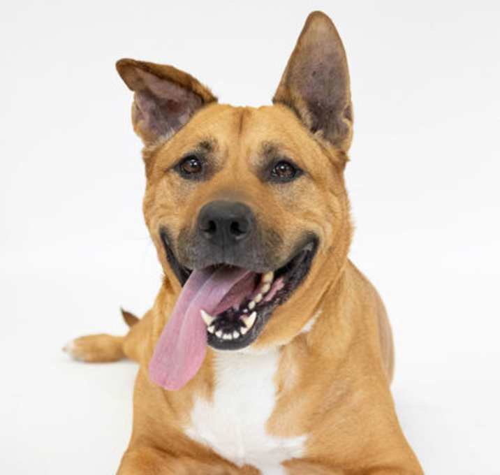 Photo of Monroe (Special Paws)