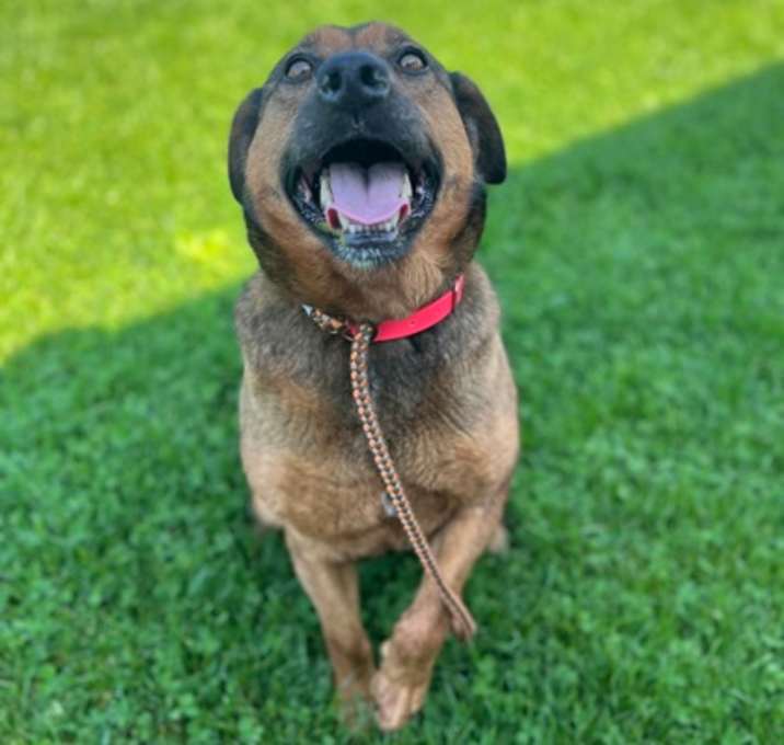 Photo of Stella