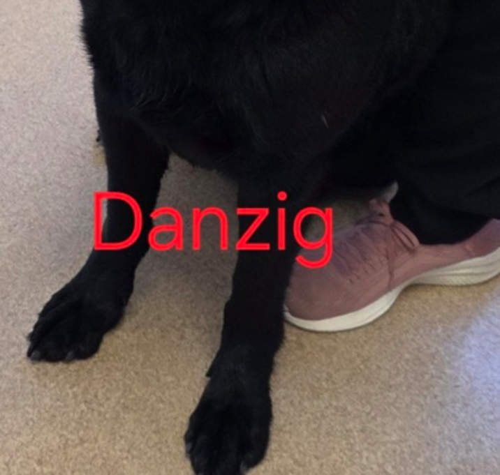 Photo of Danzig