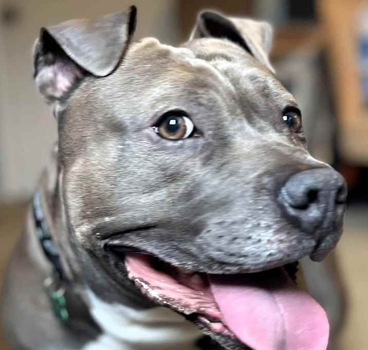 Photo of Gunner