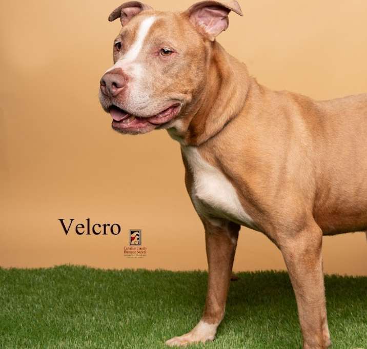 Photo of Velcro