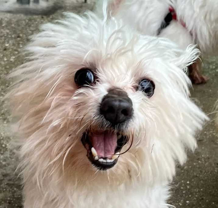 Photo of Caddie