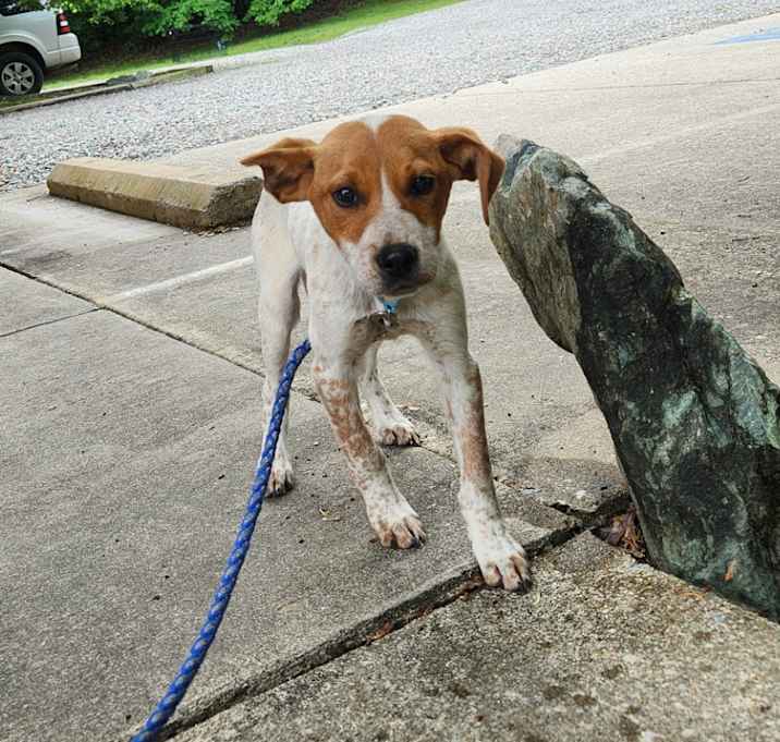 Photo of Sprocket
