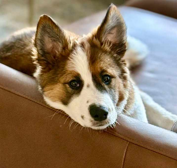 Photo of Daisy