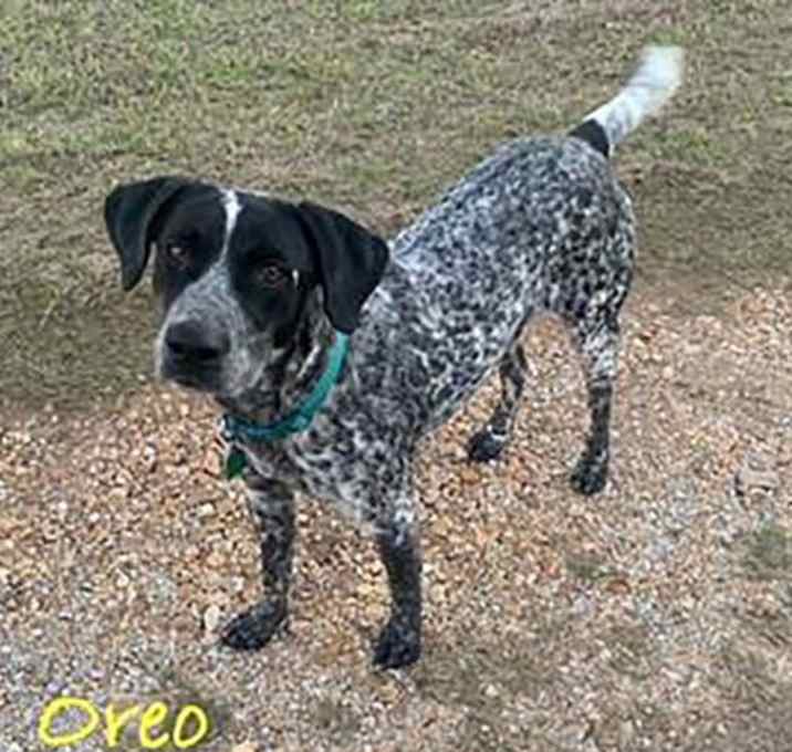 Photo of Oreo