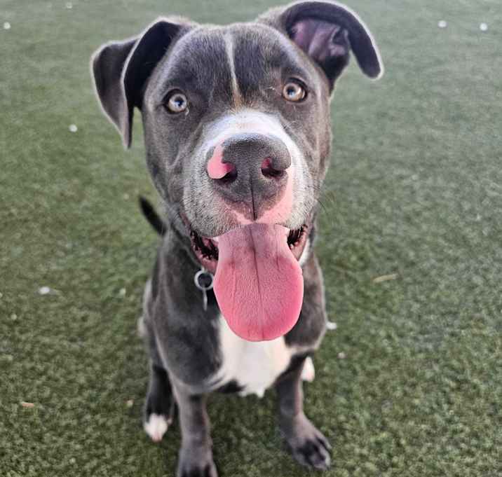 Photo of Bluey