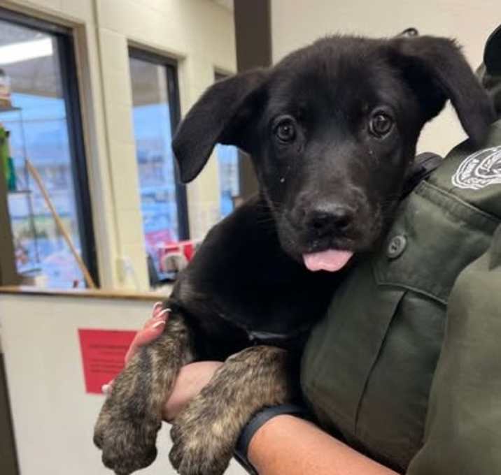 Photo of Scout 25-05-024