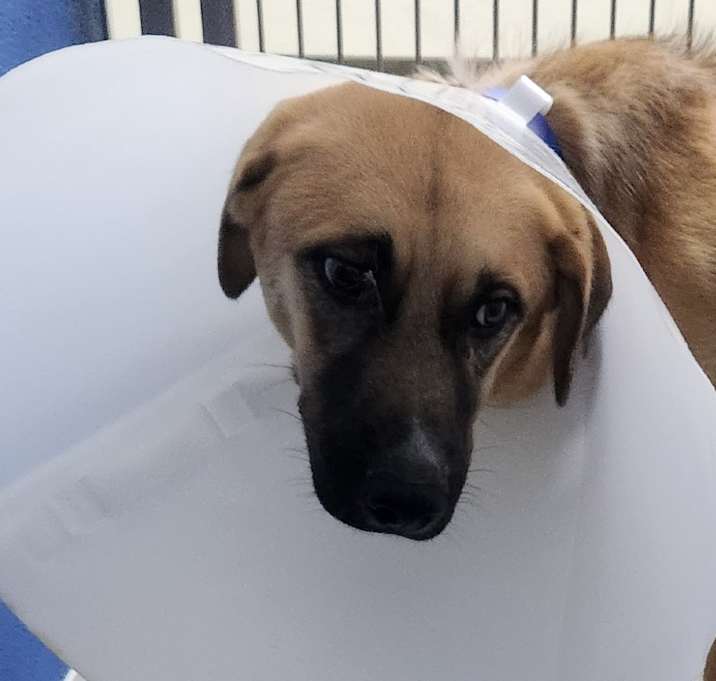 Photo of Rocket