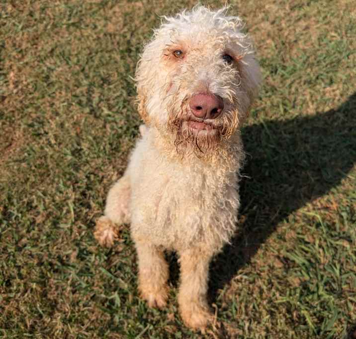Photo of Percy