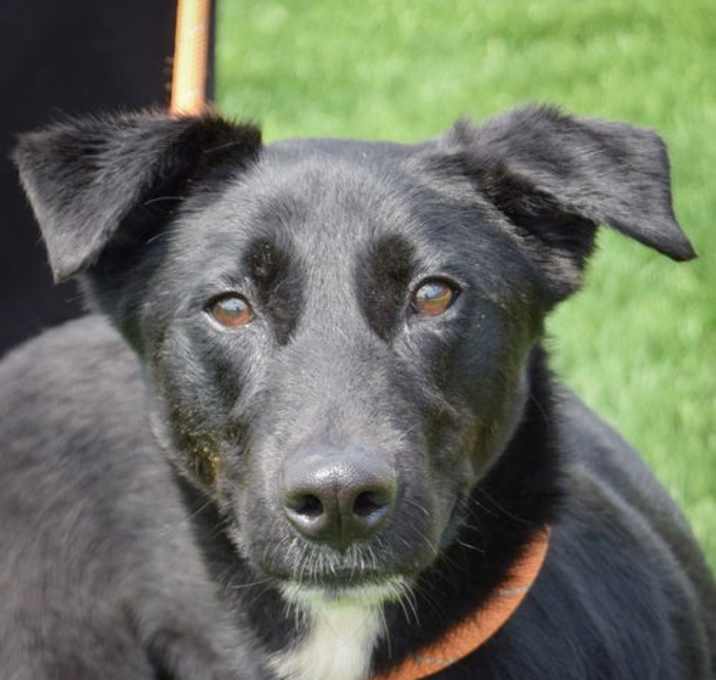 Photo of Zorro