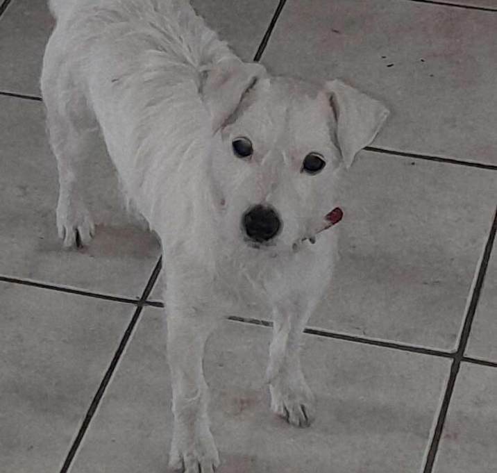 Photo of Daisy in Rockford
