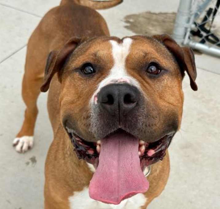 Photo of Champ