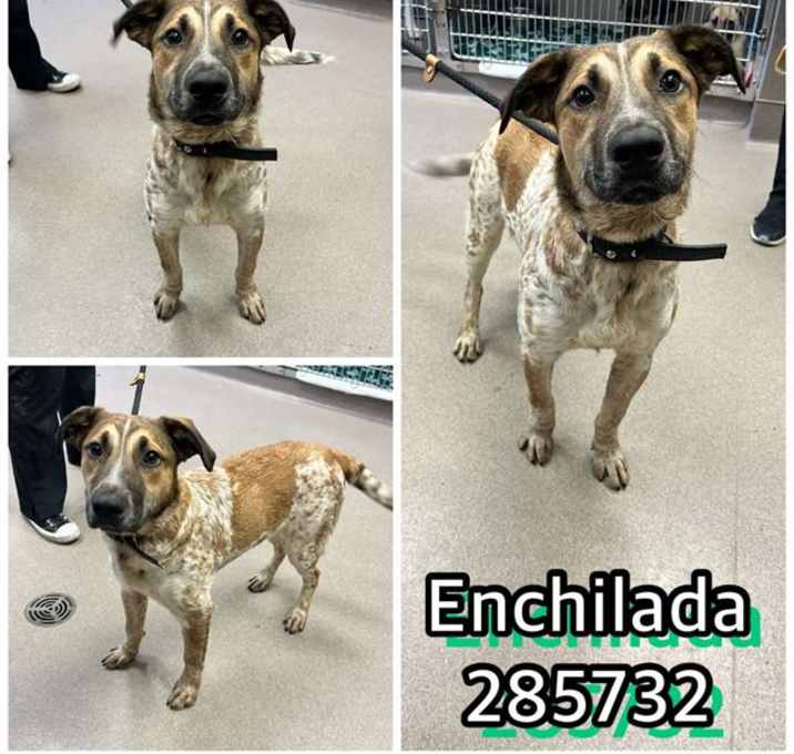Photo of ENCHILADA