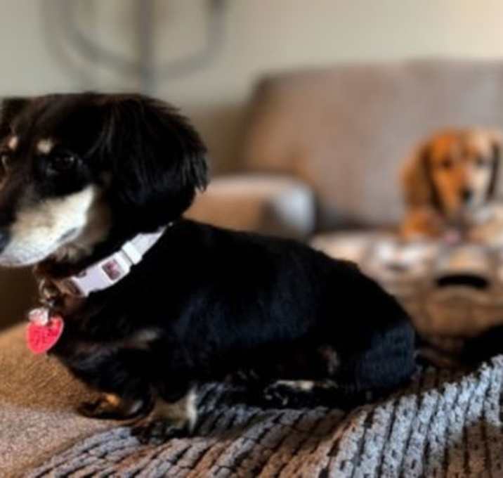 Photo of Bitsy and Cora