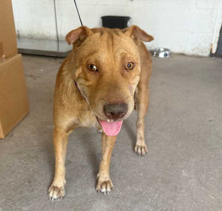 Photo of Kona 
