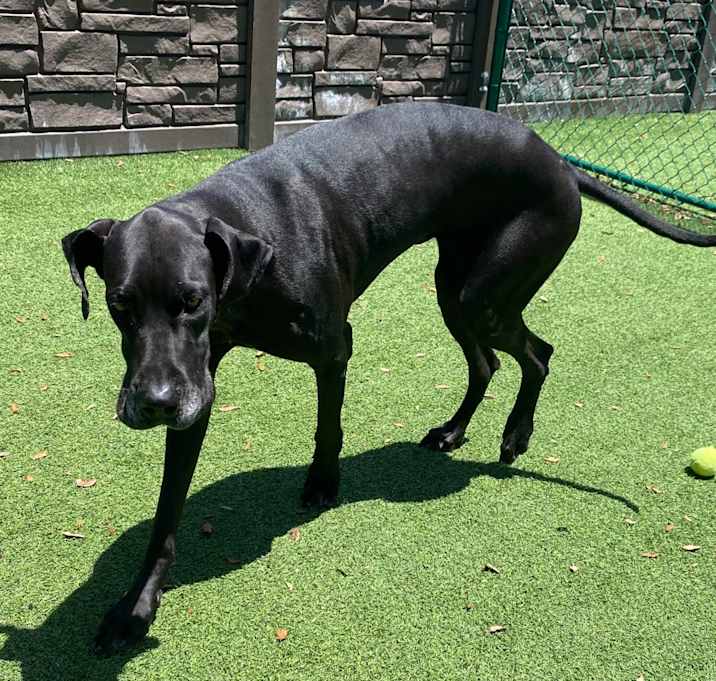 Photo of Cleopatra 0433