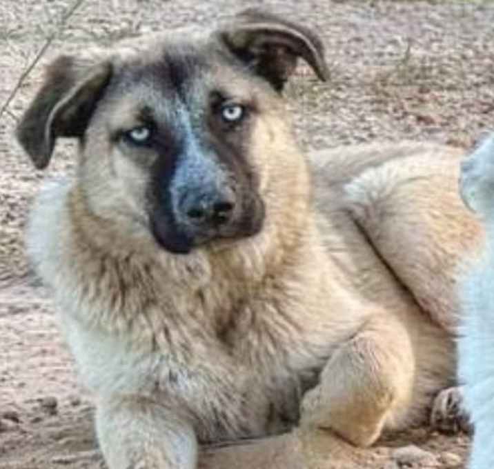 Photo of Dixie