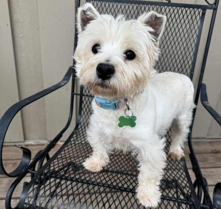 Photo of Birdie