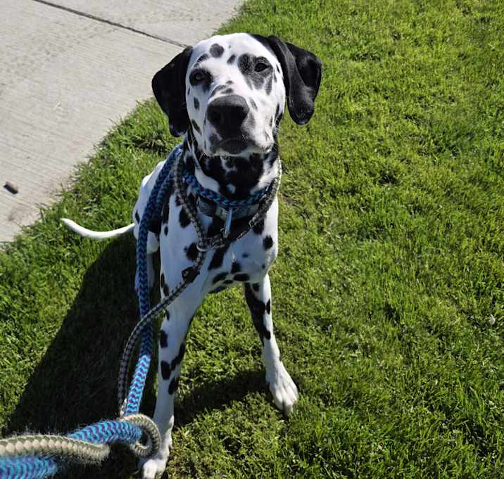 Photo of Rolly