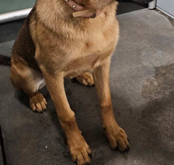 Photo of Kuma