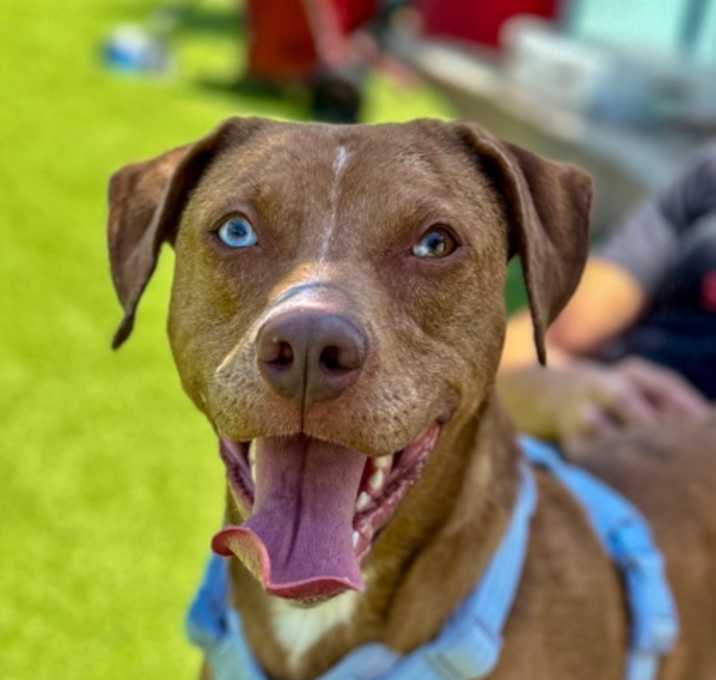 Photo of Ruby