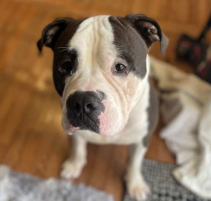 Photo of Rusty