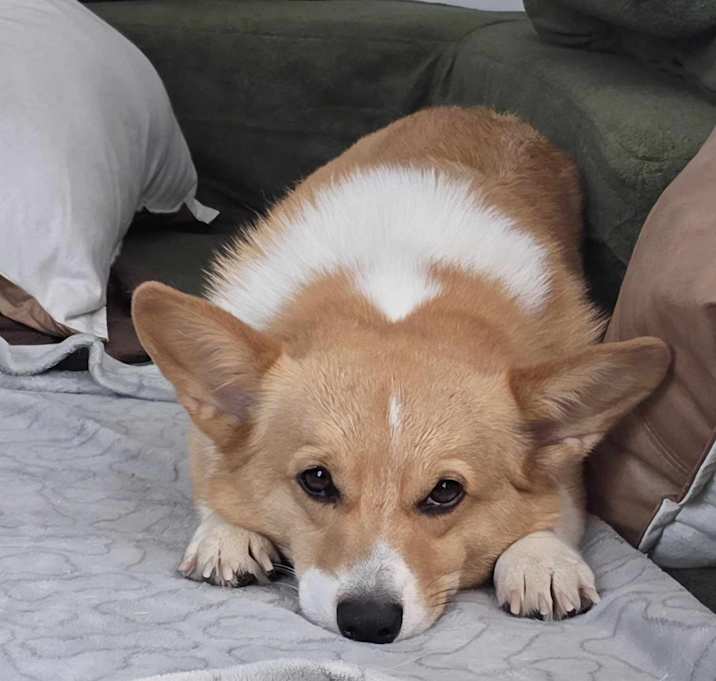 Photo of Watson