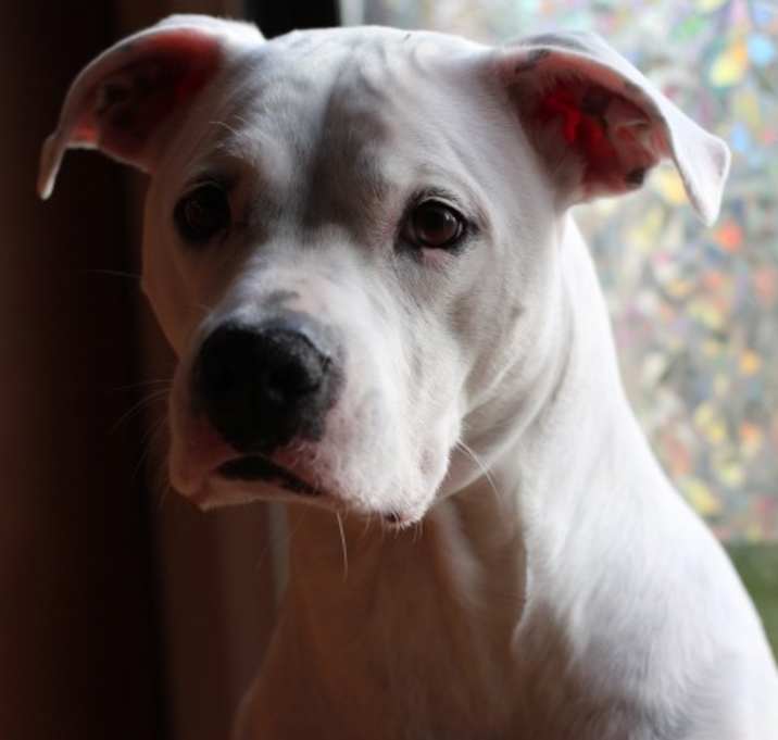 Photo of Riley