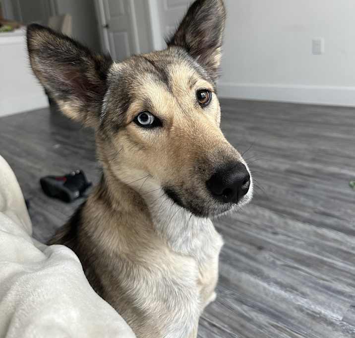 Photo of Luna