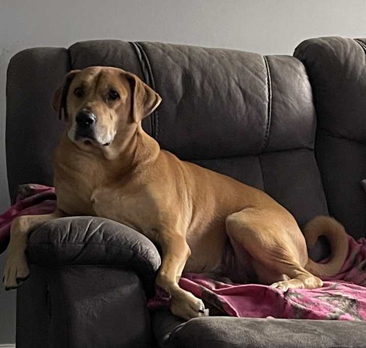 Photo of Scout