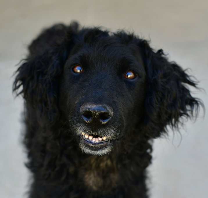 Photo of Daphne 
