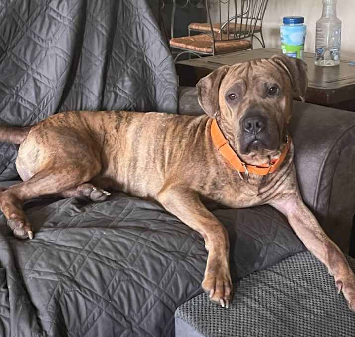 Photo of Brutus