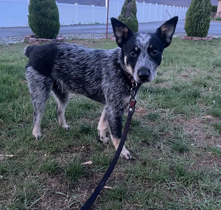 Photo of Spot