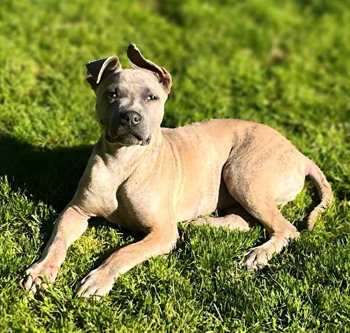 Photo of Alfie
