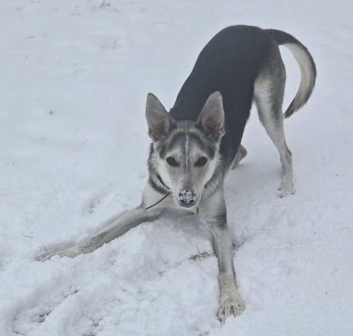 Photo of Scout