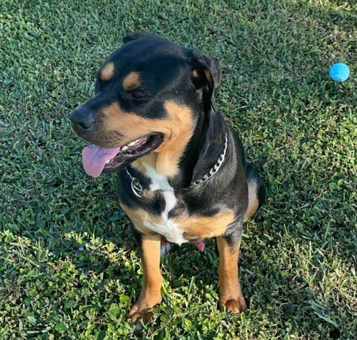 Photo of Ruff
