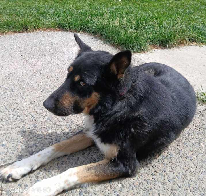 Photo of Buck