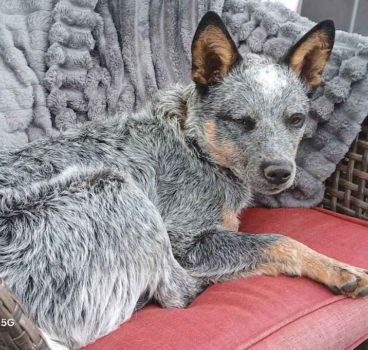 Photo of Tucker