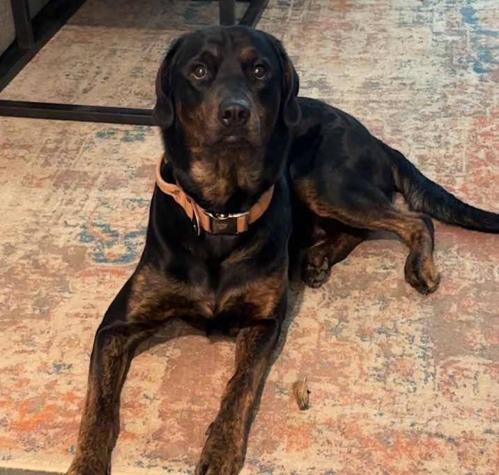 Photo of Baloo