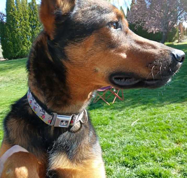 Photo of Jasper