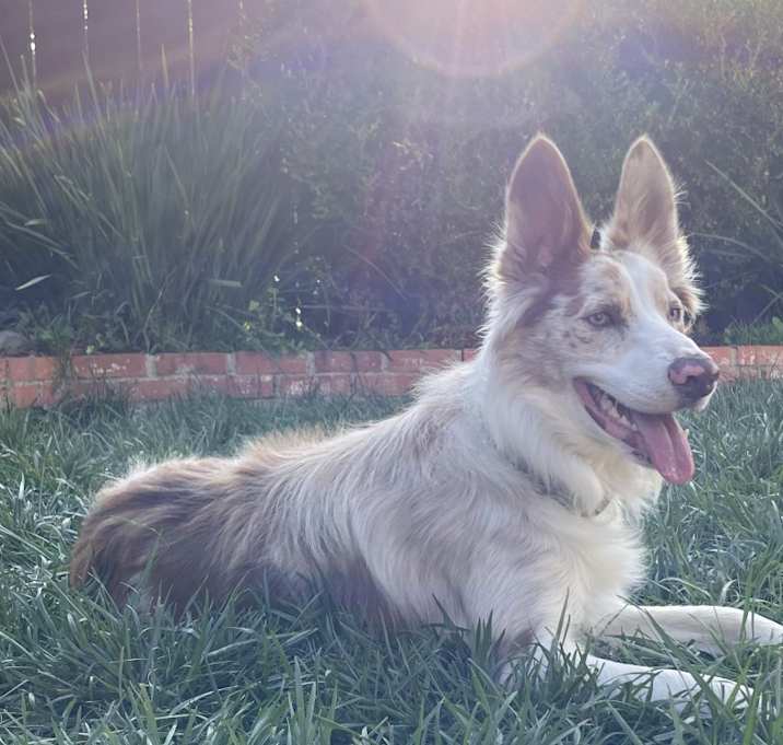 Photo of Jasper