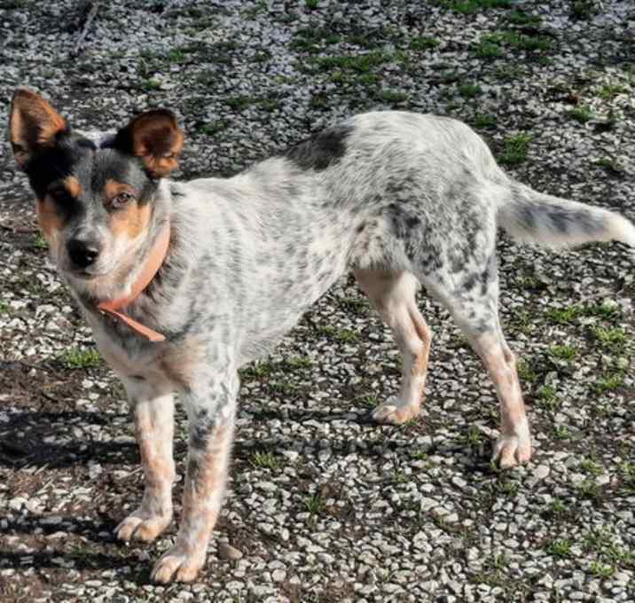 Photo of Daisy