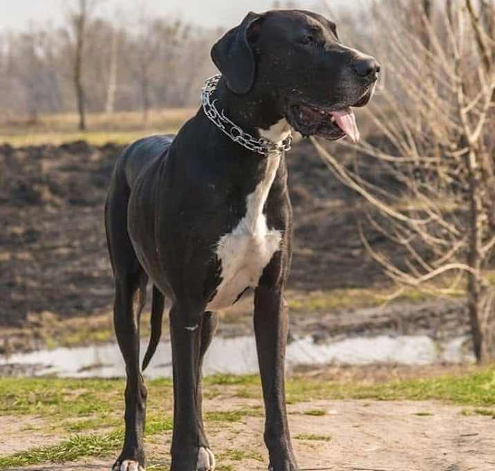 Photo of Hank
