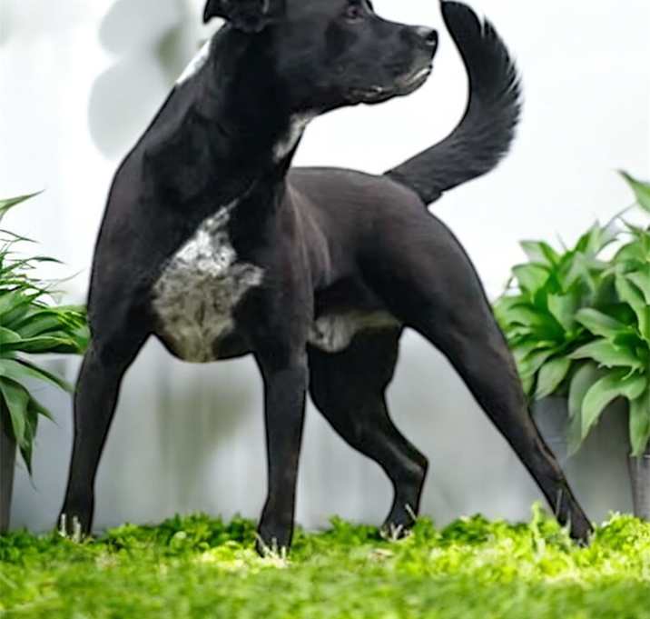 Photo of Scout
