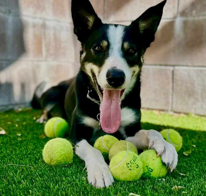 Photo of Tommy