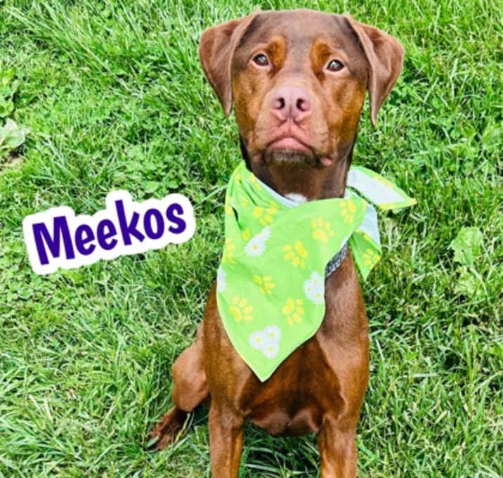 Photo of Meekos