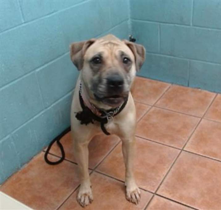 Photo of BUFFY