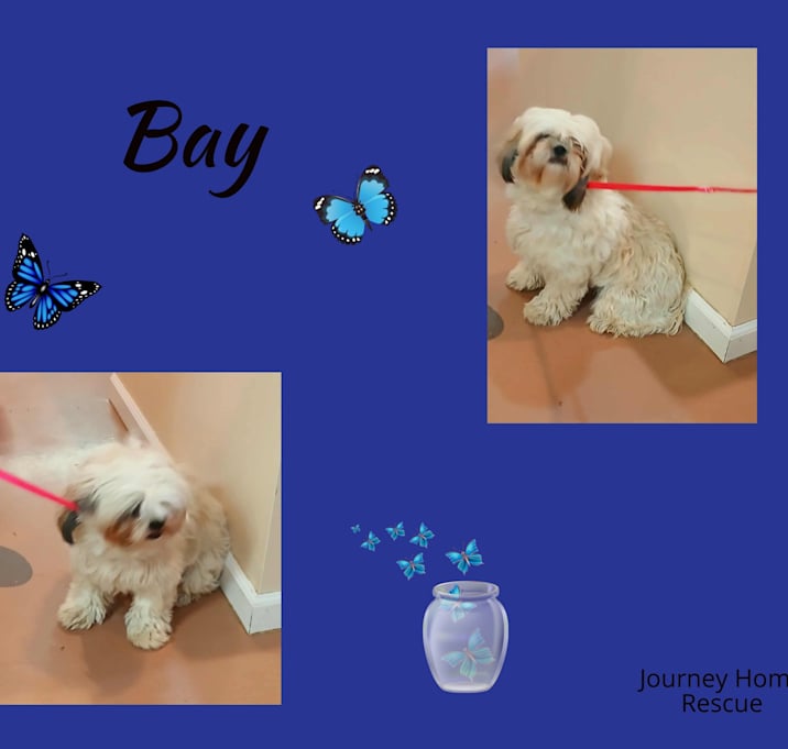 Photo of Bay