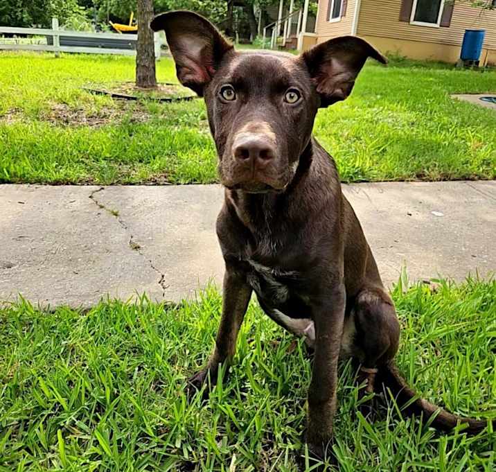 Photo of Teddy