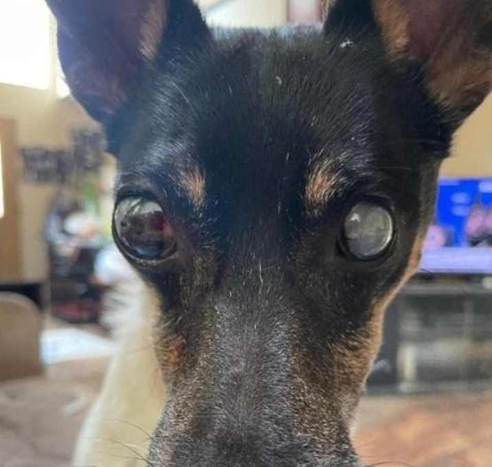 Photo of Pepe - In a Foster Home!